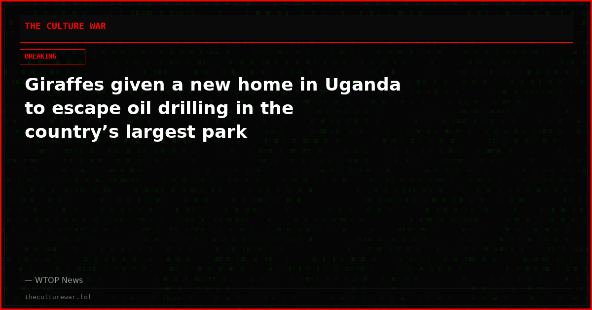 Giraffes given a new home in Uganda to escape oil drilling in the country’s largest park