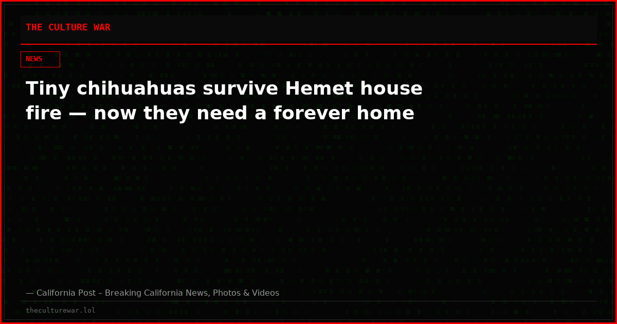 Tiny chihuahuas survive Hemet house fire — now they need a forever home