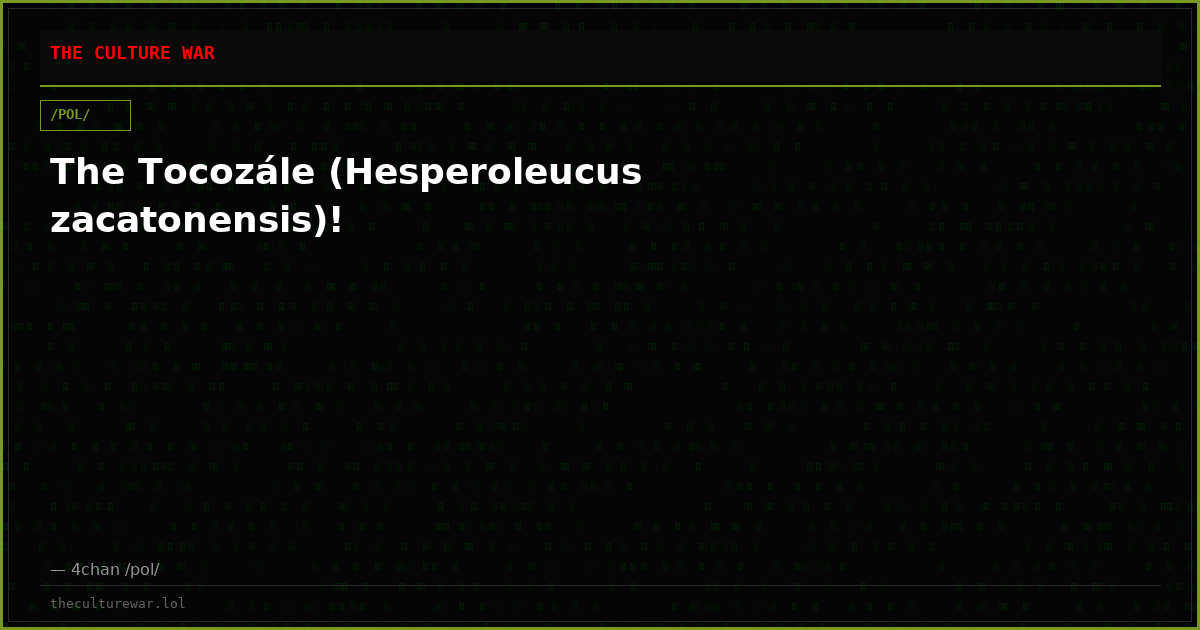 The Tocozále (Hesperoleucus zacatonensis)!